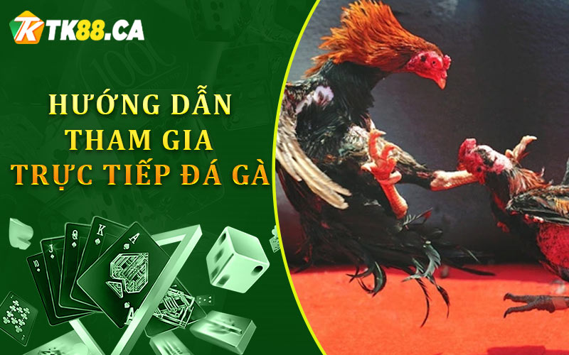 Hướng dẫn tham gia trực tiếp đá gà TK88
