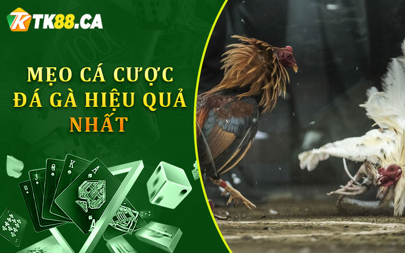 Mẹo cá cược đá gà hiệu quả nhất