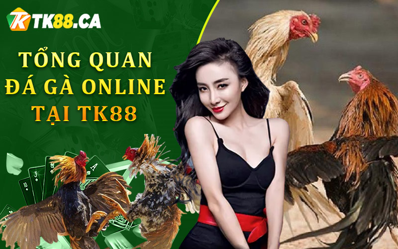Tổng quan về đá gà trực tuyến tại TK88