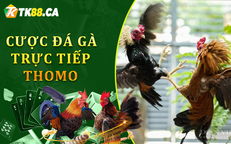 cược đá gà trực tiếp Thomo
