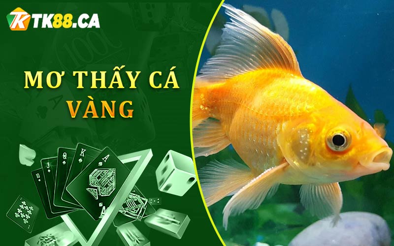 Mơ thấy những con cá vàng